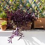 Il Geranio Blu * Παλέρμο